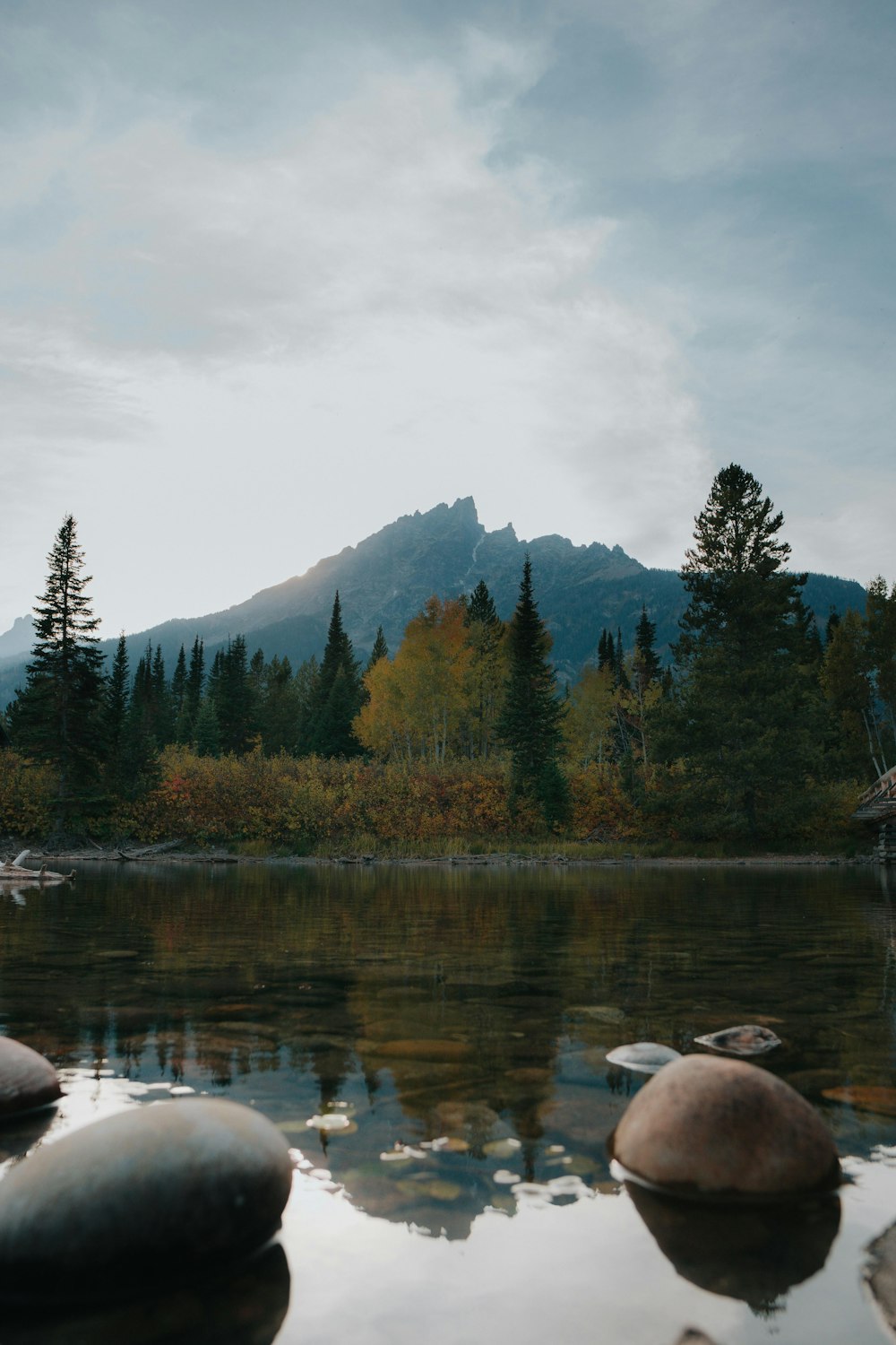 green trees near lake during daytime