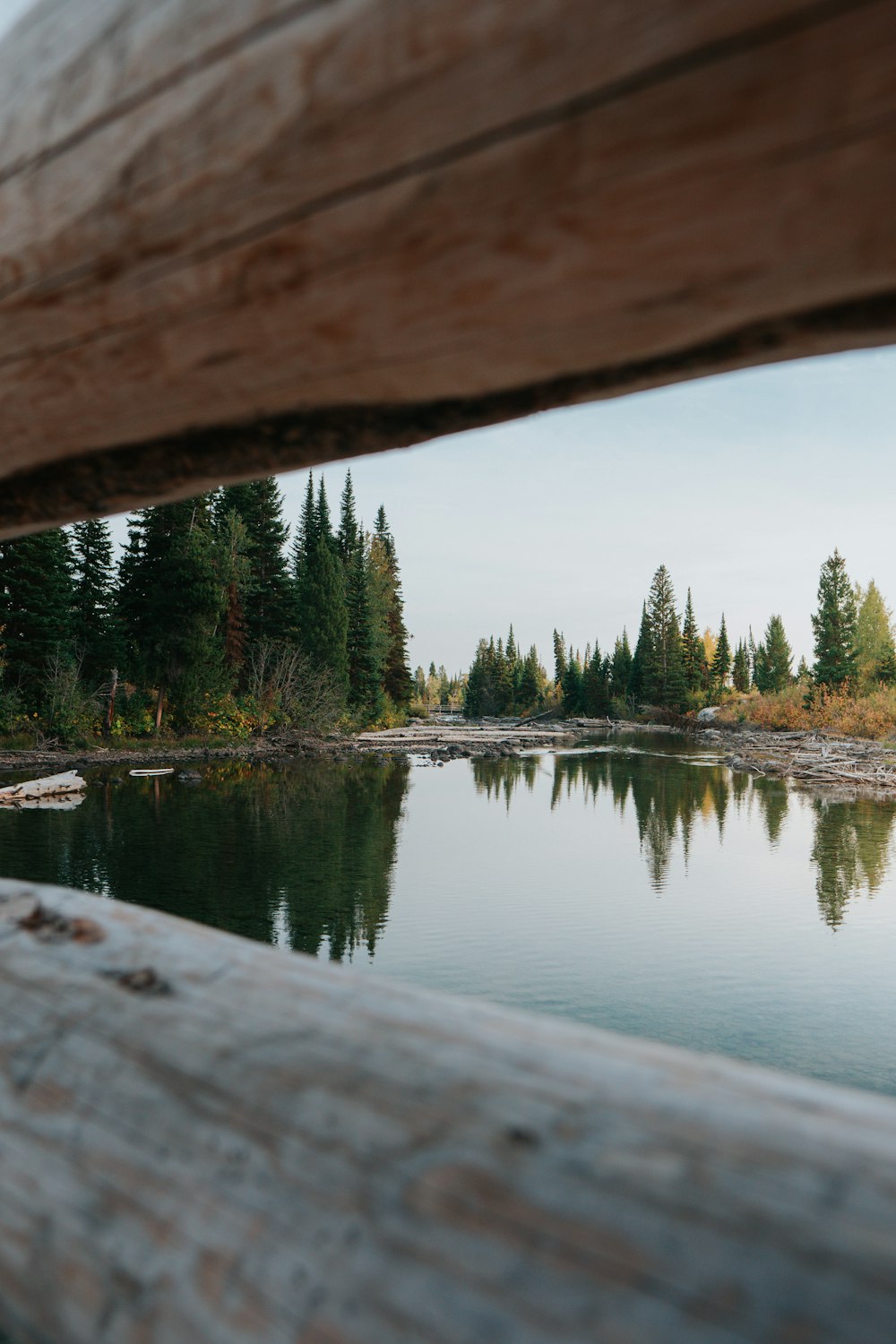 green trees beside body of water during daytime