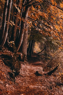 A winding forest path covered with autumn leaves.