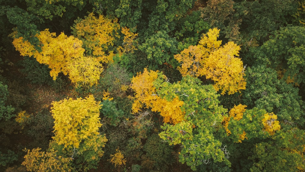 alberi a foglia gialla e verde