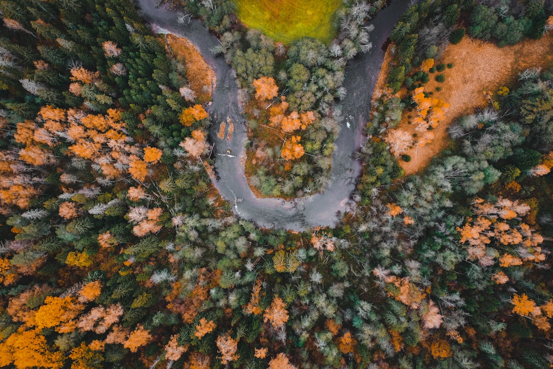 aerial view of green and brown trees