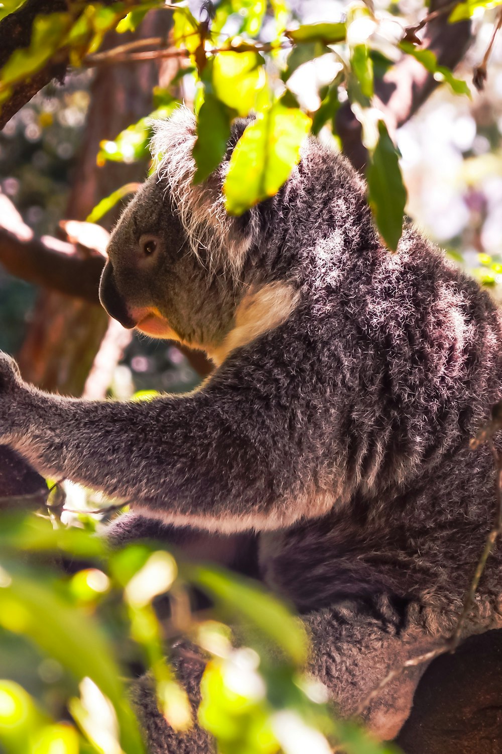 koala bear on tree during daytime