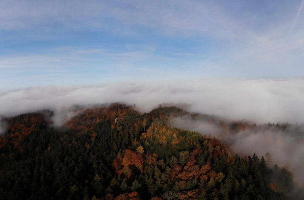 green and brown trees under white clouds and blue sky during daytime