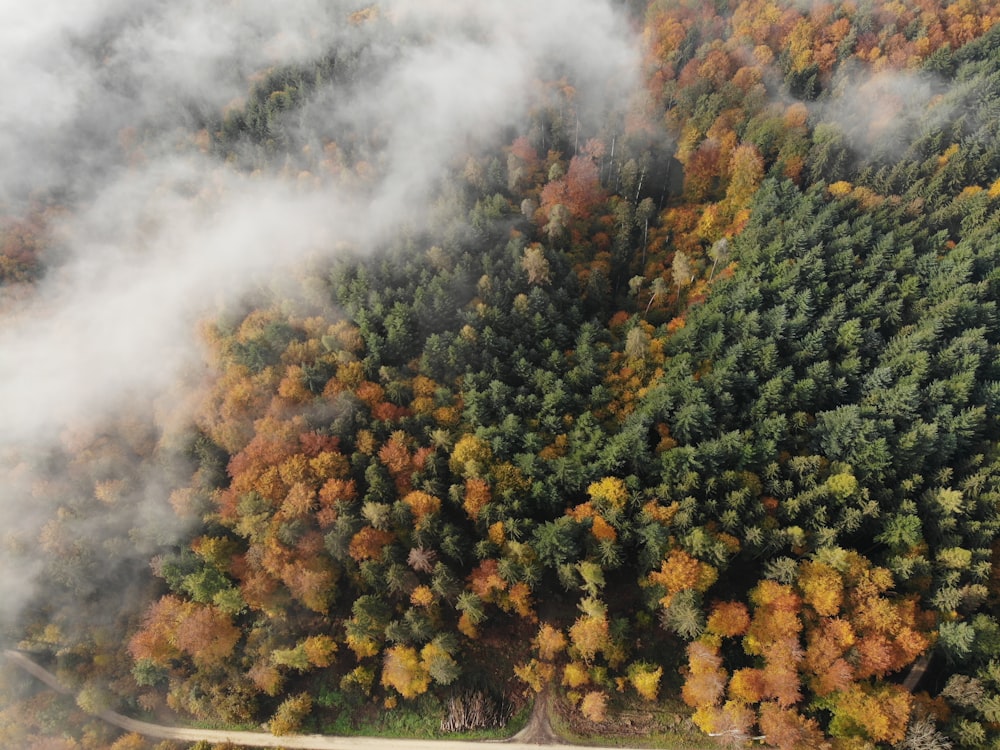 green and yellow trees under white clouds during daytime