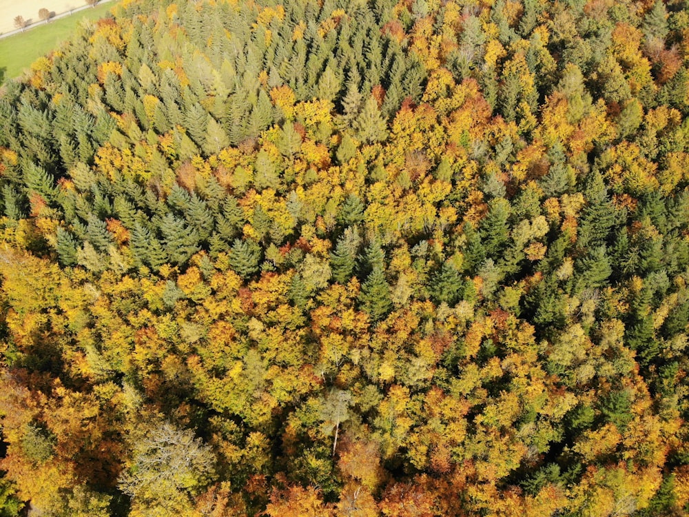 green and brown trees during daytime