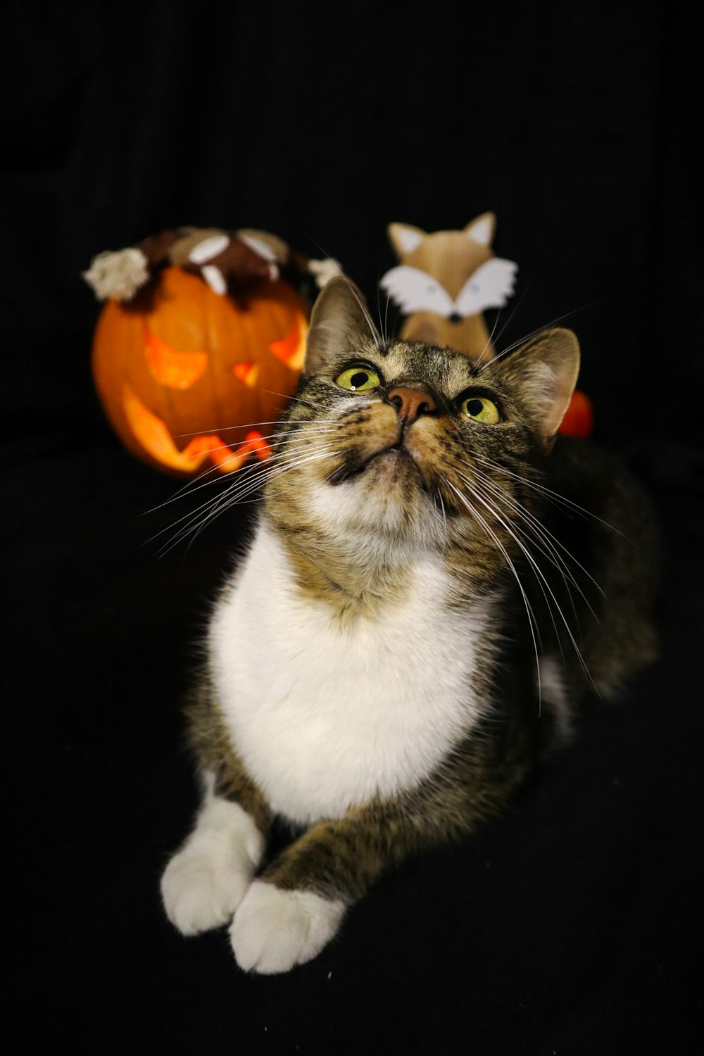 white and black cat on orange pumpkin