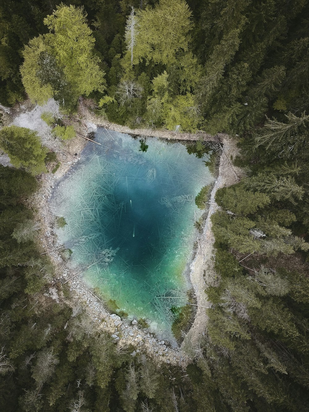 aerial view of green river between green trees during daytime