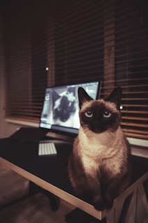 brown and black cat on brown wooden table