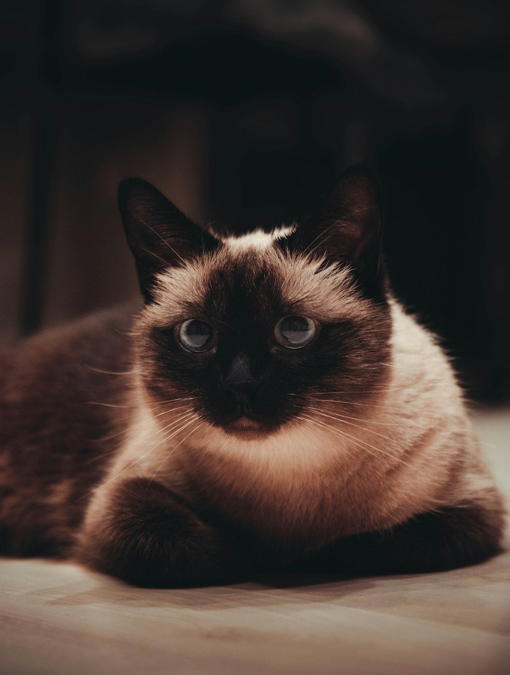 white and black cat on brown wooden table