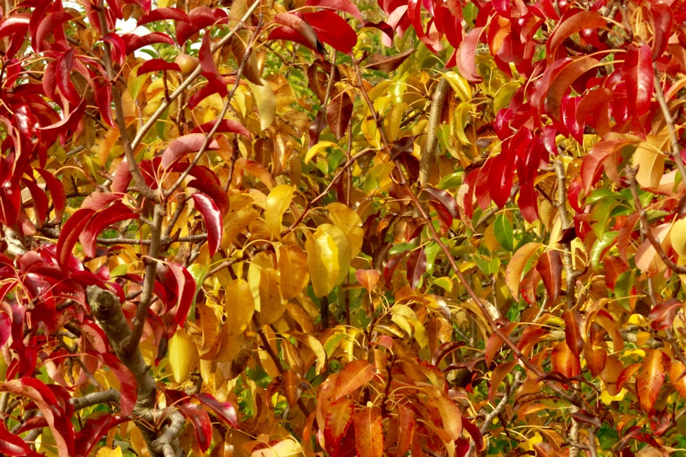red and yellow leaves during daytime