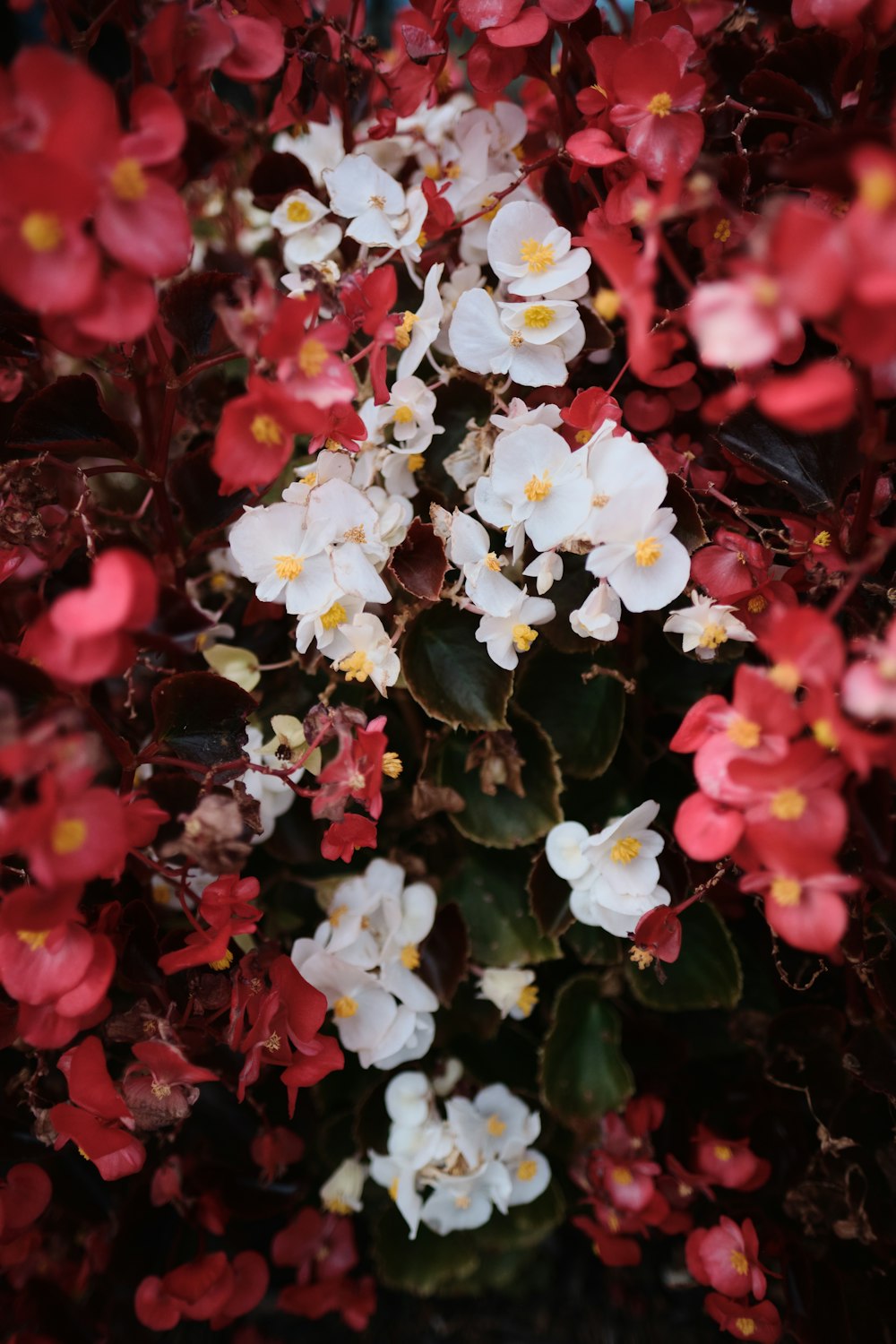 white and red flowers with green leaves