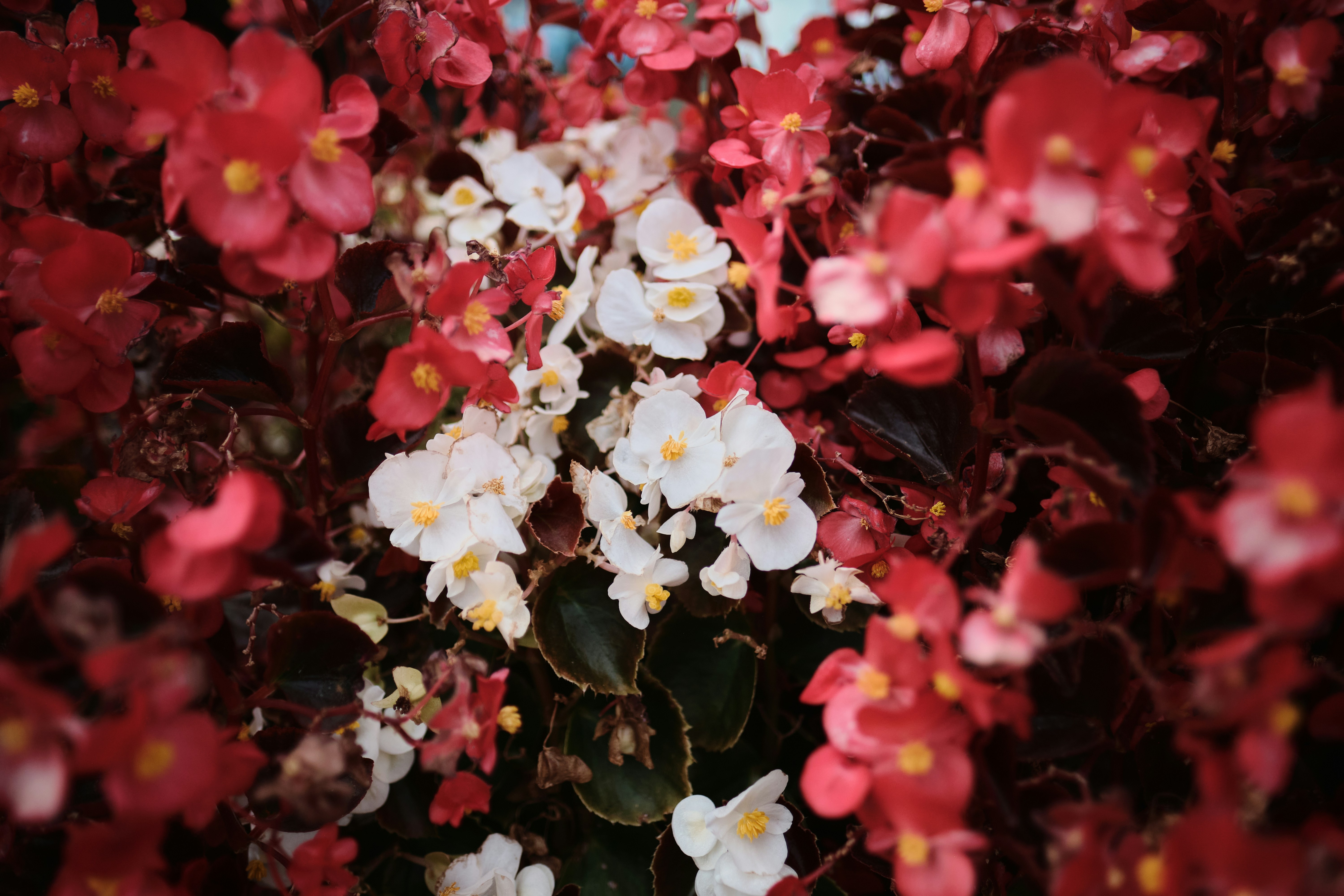 Photo by toeljimothy