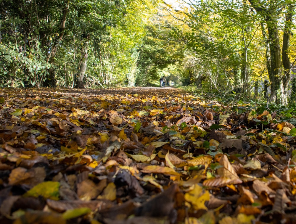 brown dried leaves on ground