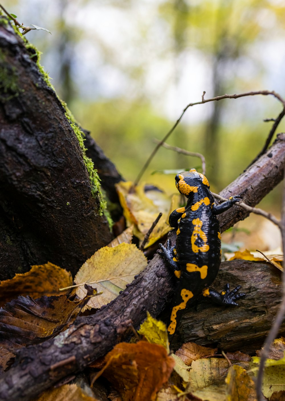갈색 나뭇 가지에 검은 색과 노란색 개구리
