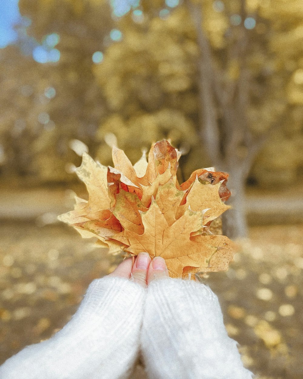 person holding brown maple leaf