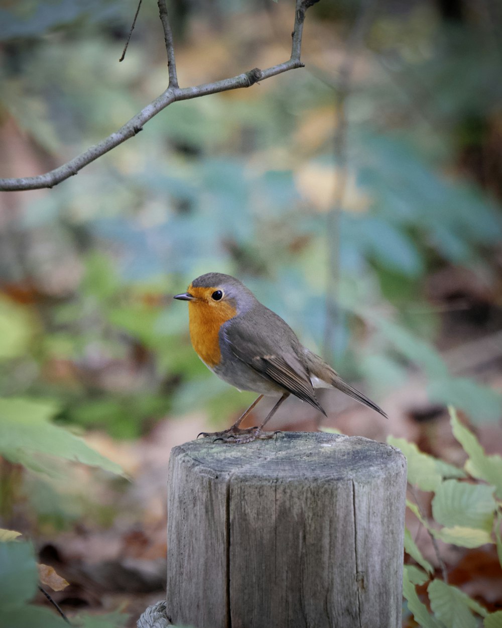 brauner und orangefarbener Vogel tagsüber auf braunem Holzzaun