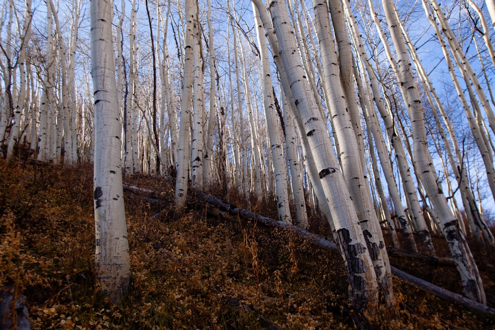 brown bare trees during daytime