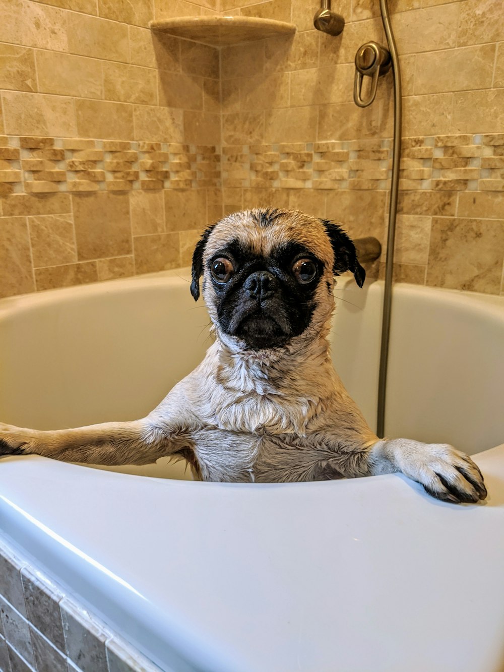 fawn pug in white bathtub