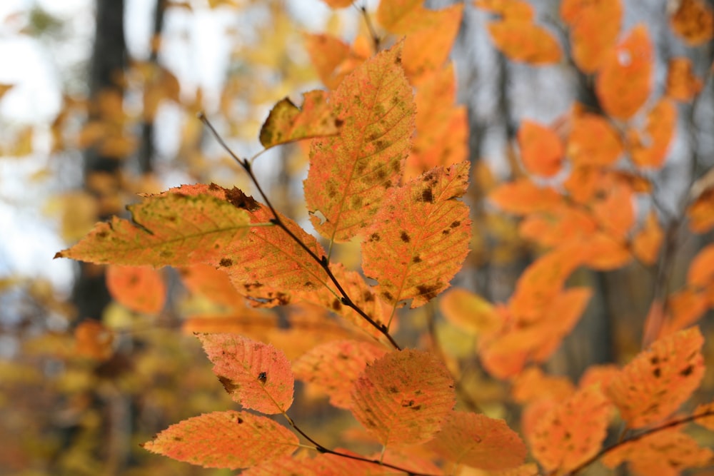 brown leaves in tilt shift lens