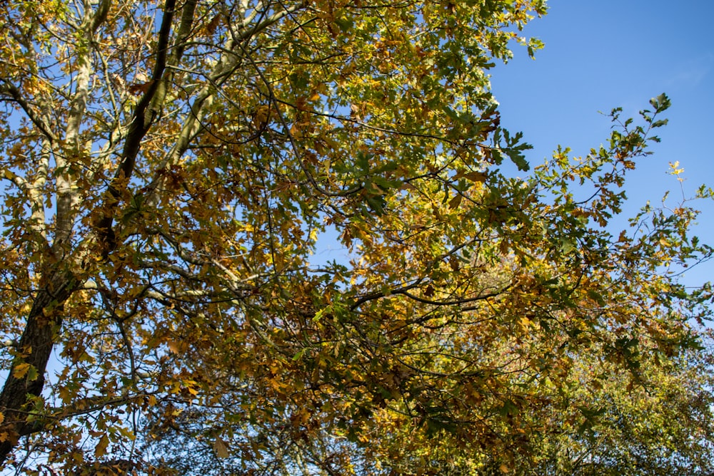 green and yellow leaf tree under blue sky during daytime