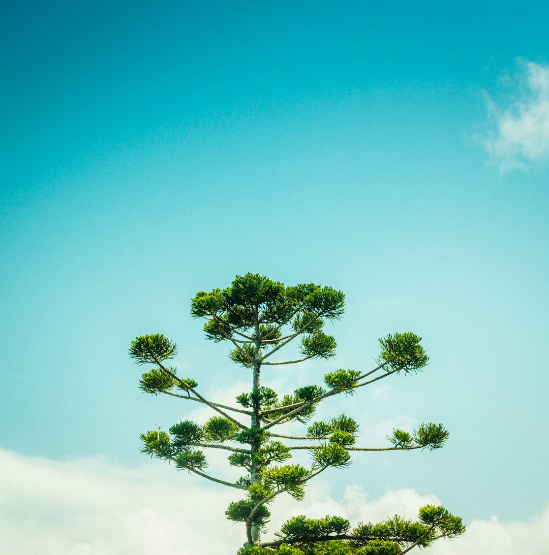 green tree under blue sky during daytime