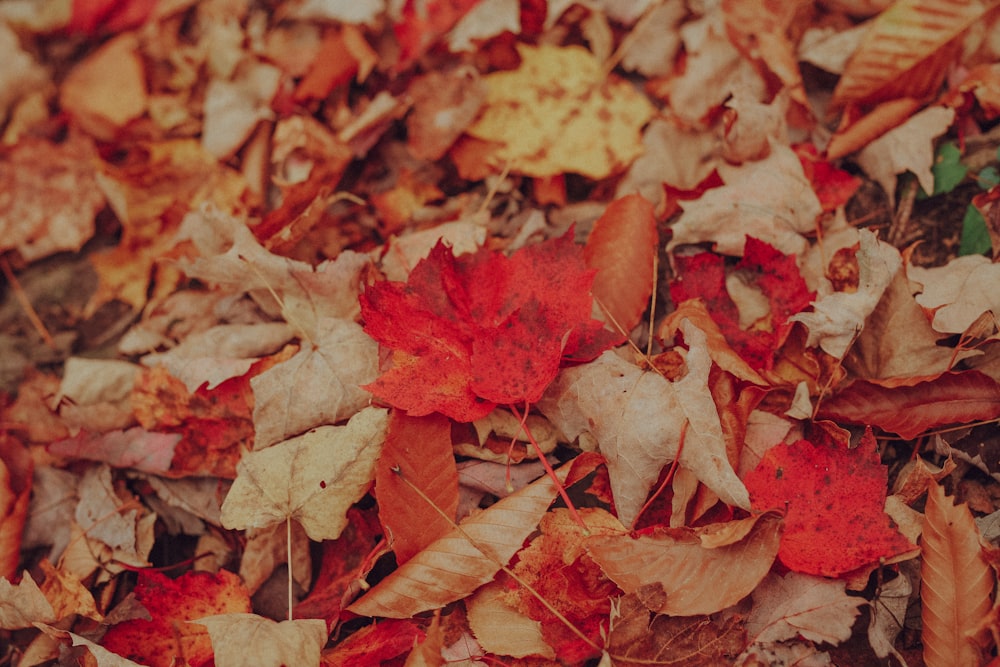 red and brown maple leaves