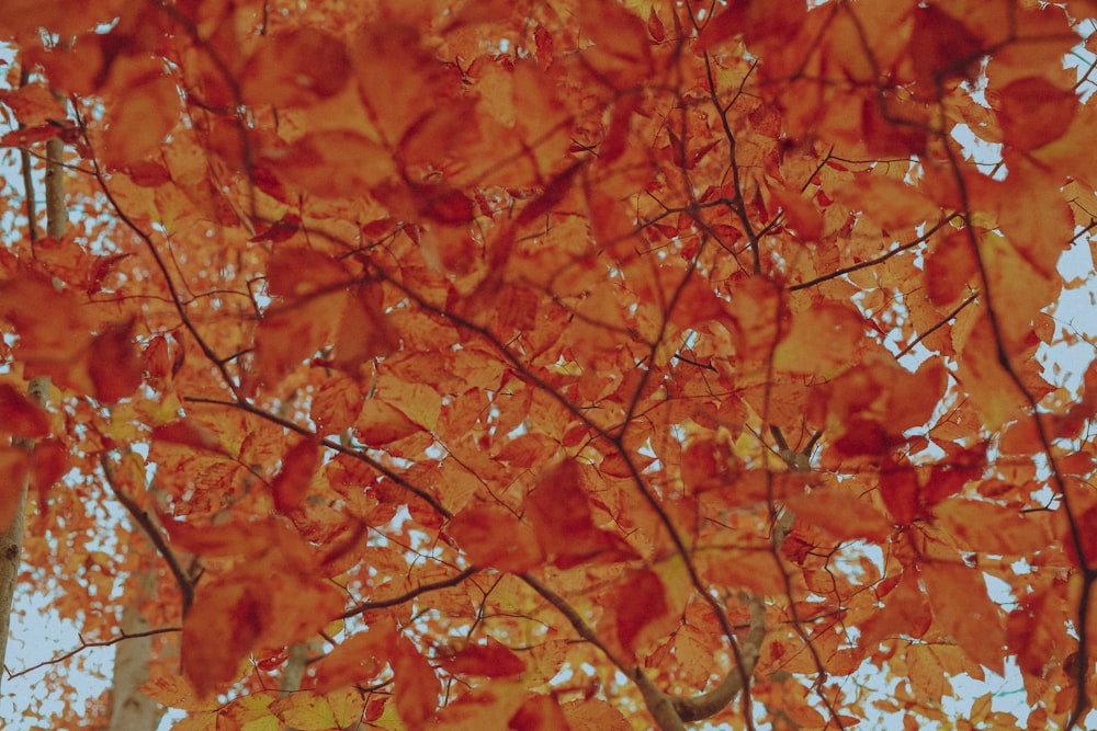 brown leaves on tree branch