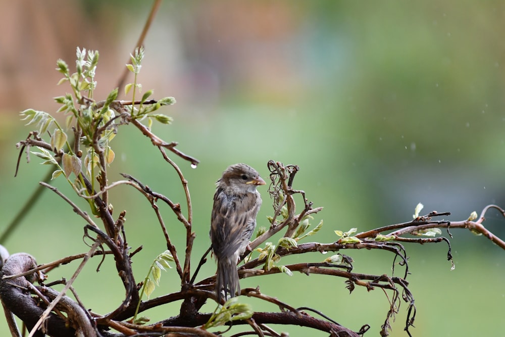 brown bird on brown tree branch during daytime