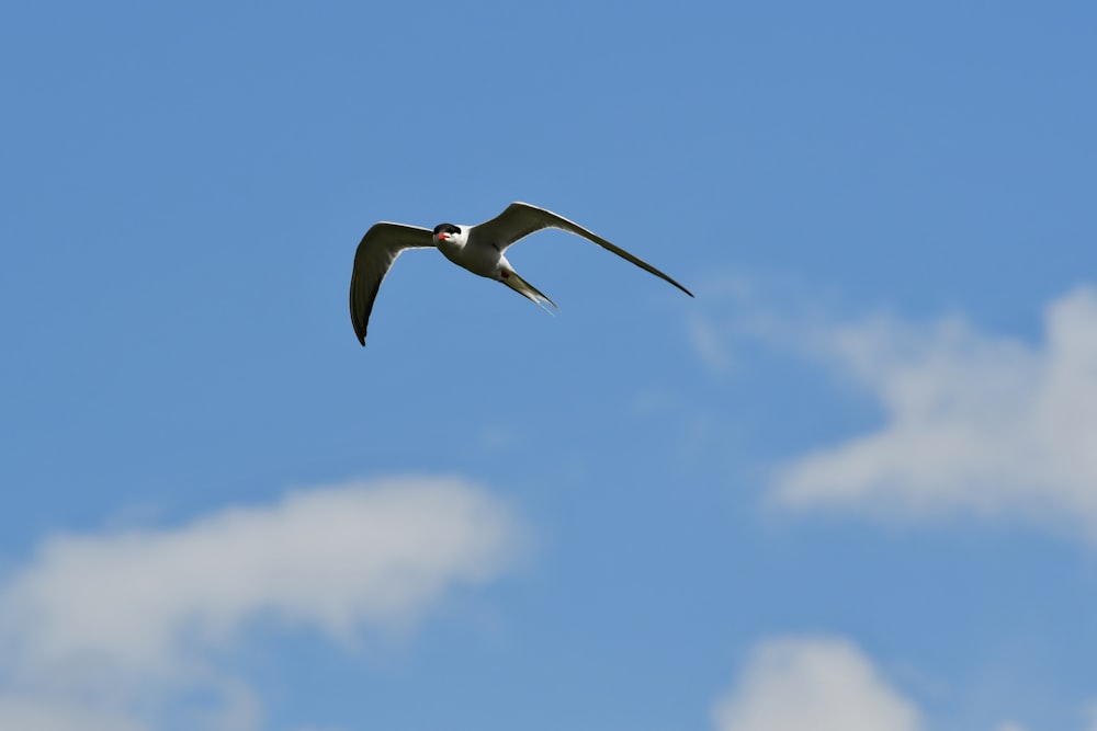 white and black bird flying under blue sky during daytime