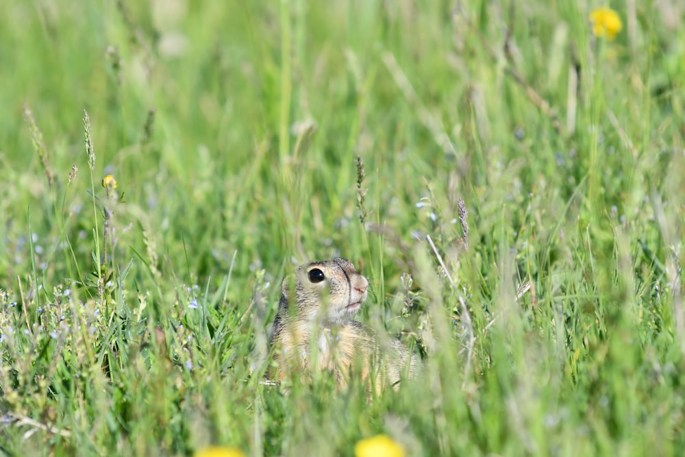 Braunes und weißes Küken tagsüber auf grünem Gras