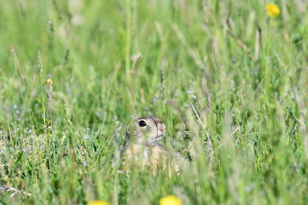 brown and white chick on green grass during daytime