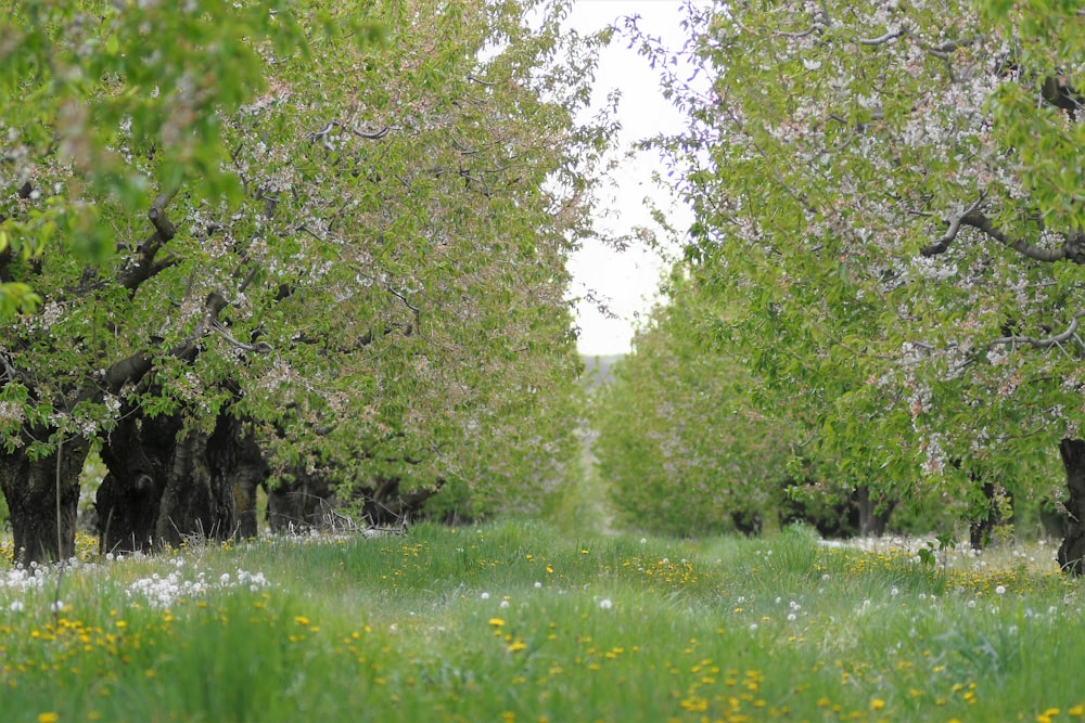 green grass field with green trees during daytime