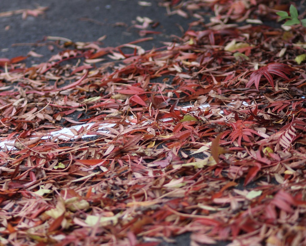 red leaves on gray concrete floor