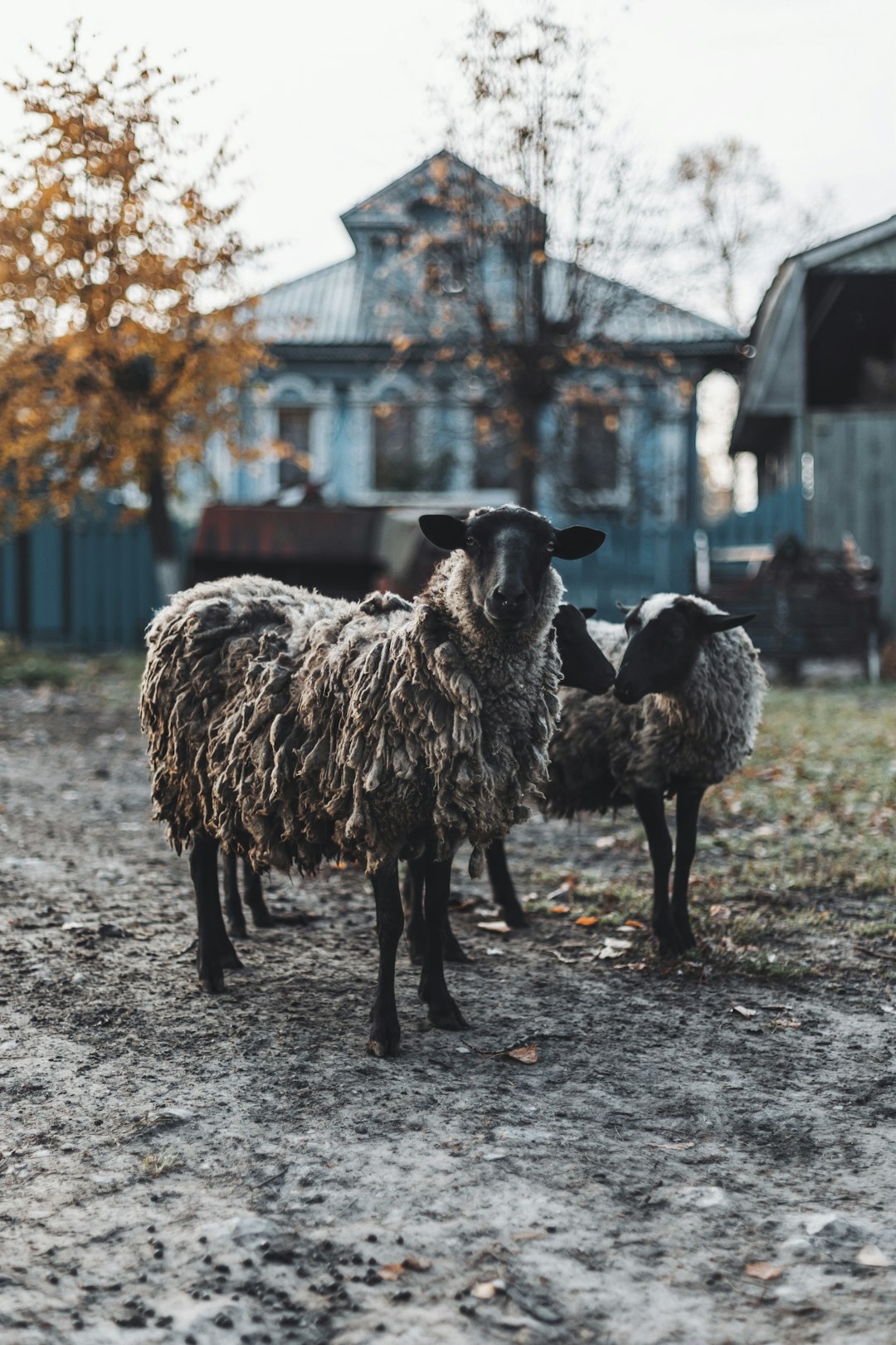 herd of sheep on brown field during daytime