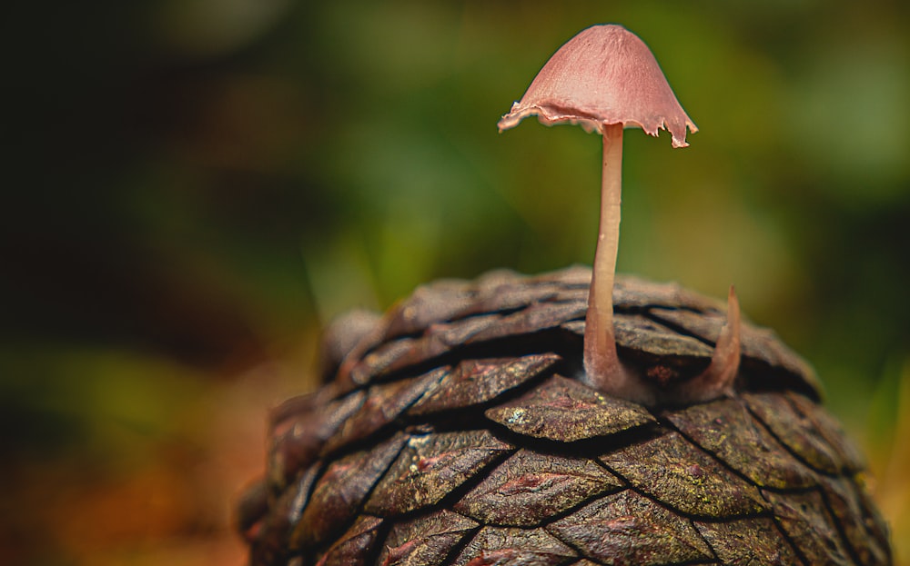 brown mushroom on brown tree log