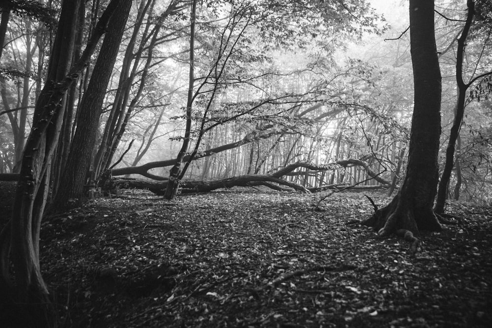 grayscale photo of leafless trees