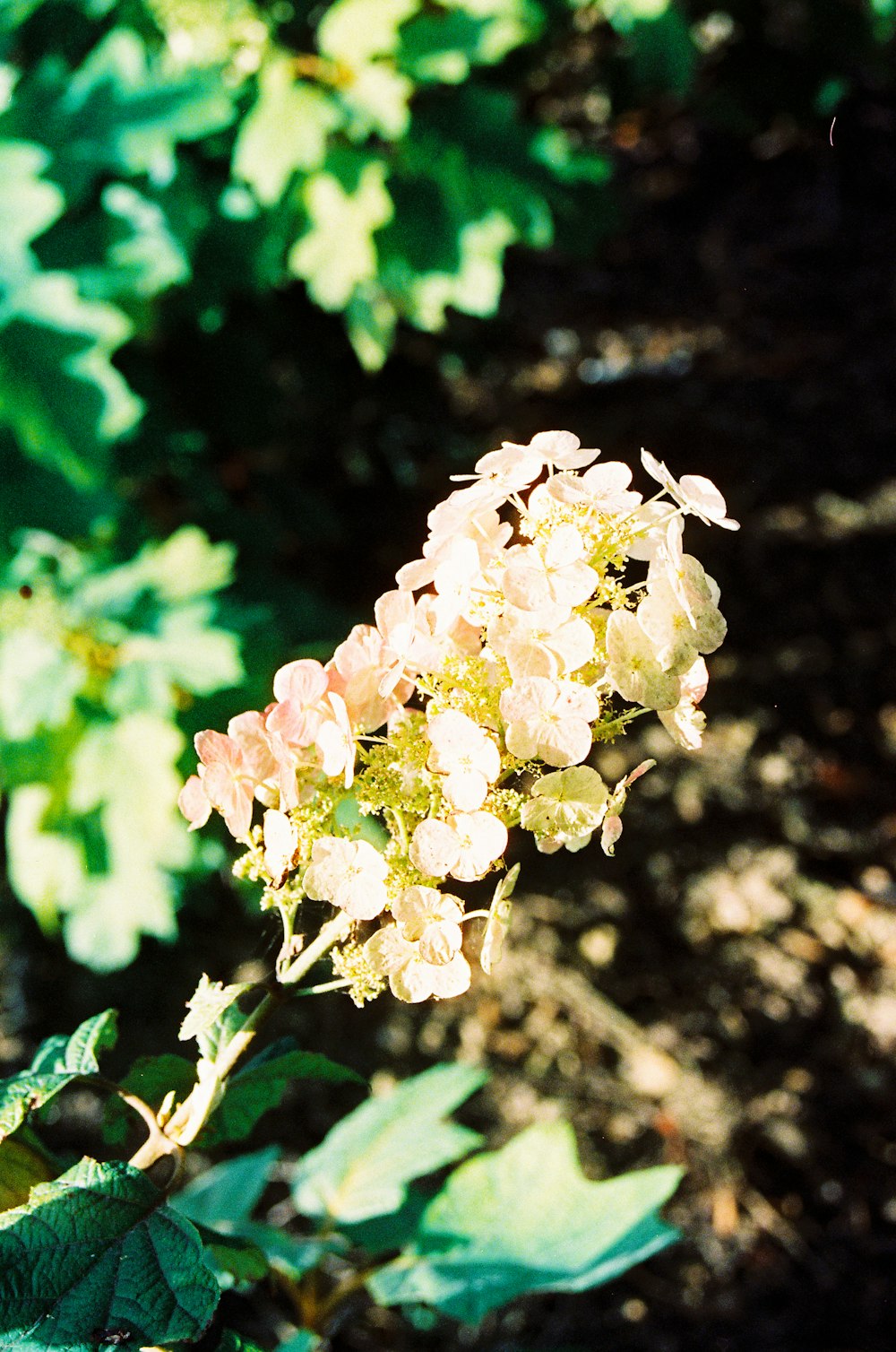 white flower in tilt shift lens