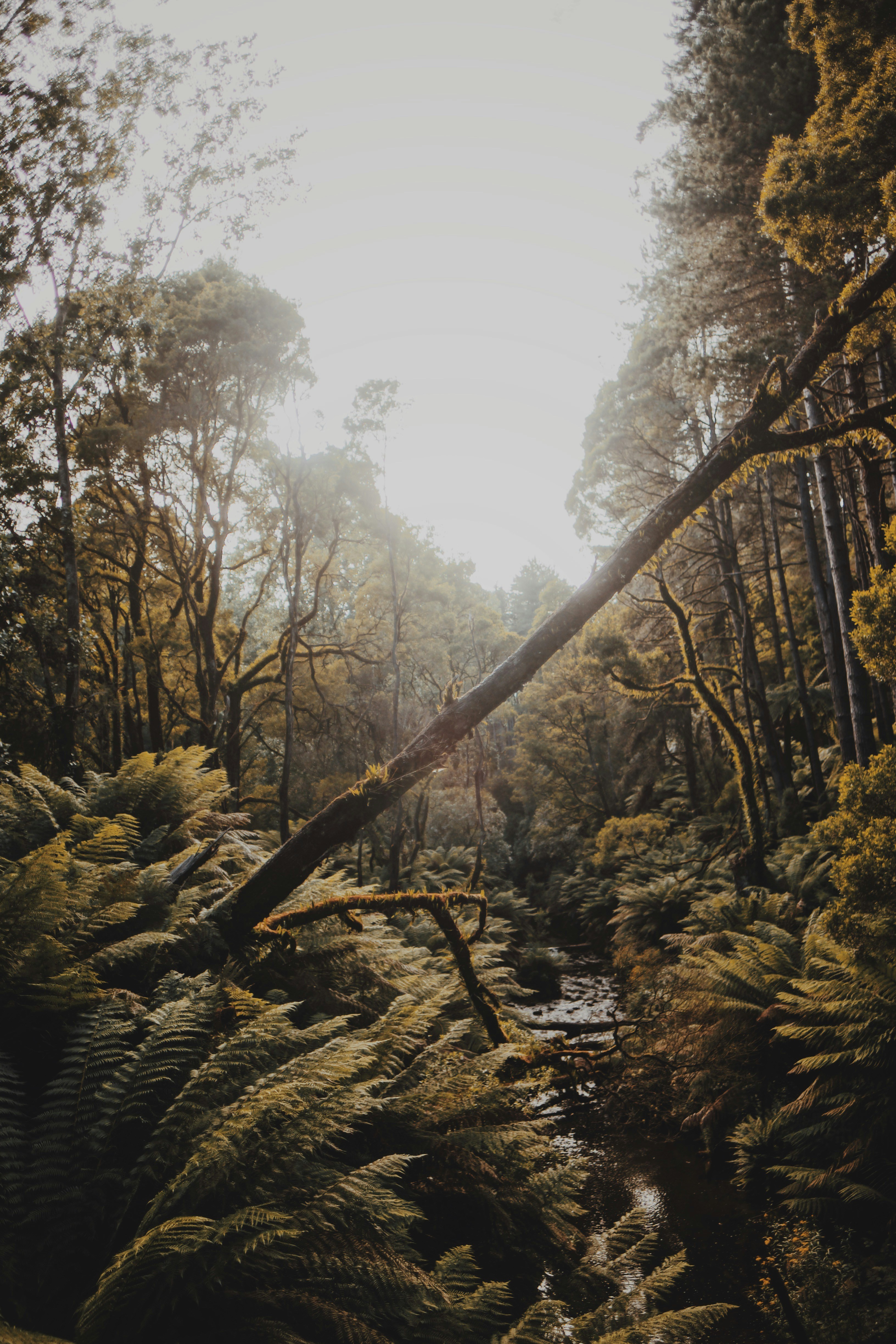 arbres bruns sur sol brun pendant la journée
