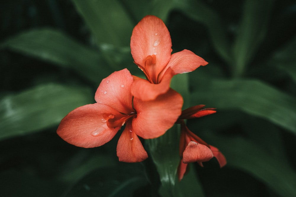 red flower in tilt shift lens