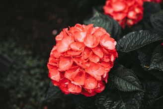 A vibrant bouquet of Colombian hydrangeas freshly harvested in a sunlit field.