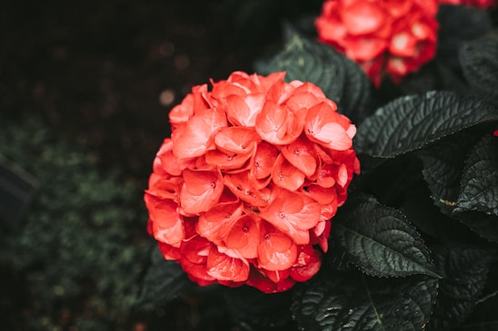 A vibrant bouquet of Colombian hydrangeas freshly harvested in a sunlit field.