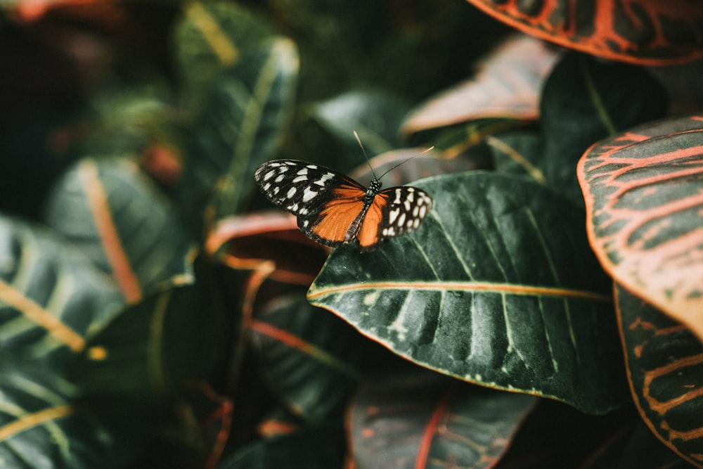 black and white butterfly on green leaf plant