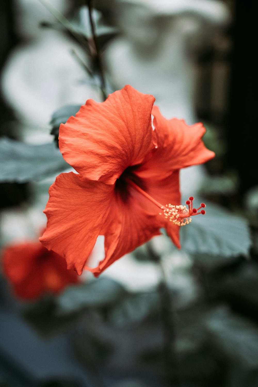 Hibisco rojo en flor durante el día