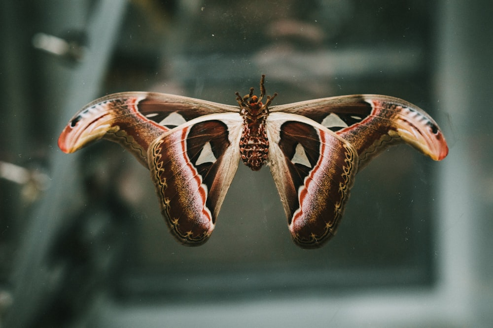 brown and white dragon in water