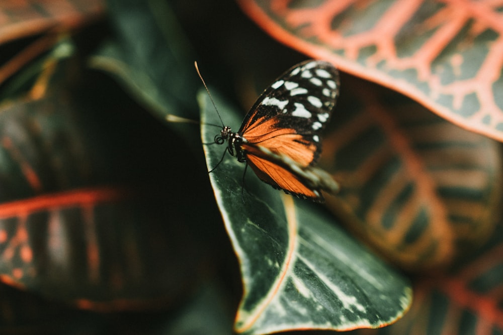 black and orange butterfly on green leaf