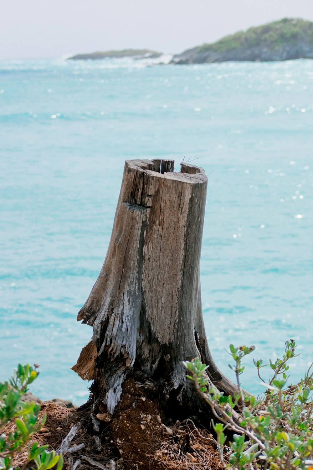 brown wood log on seashore during daytime