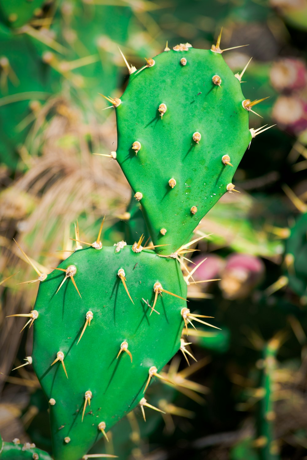 cactus verde in fotografia ravvicinata