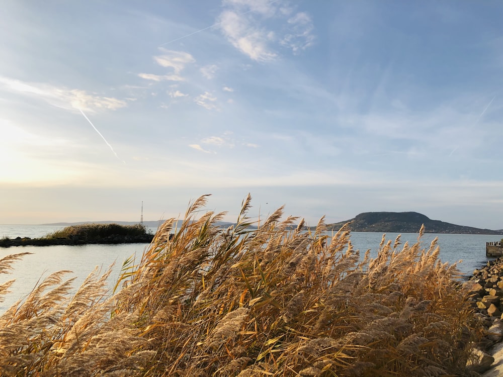 brown grass near body of water under blue sky during daytime