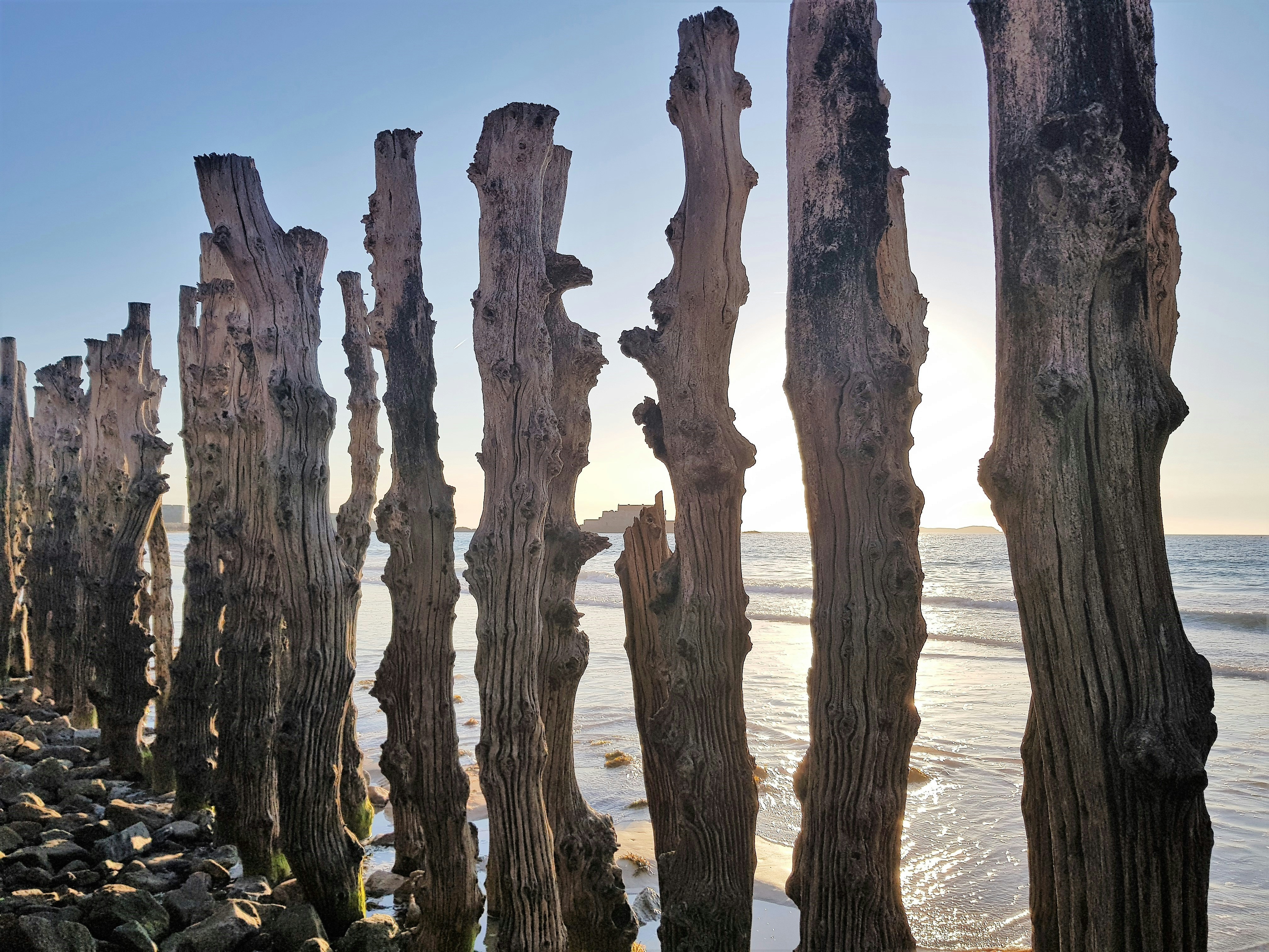 brown tree trunk on brown sand during daytime, 