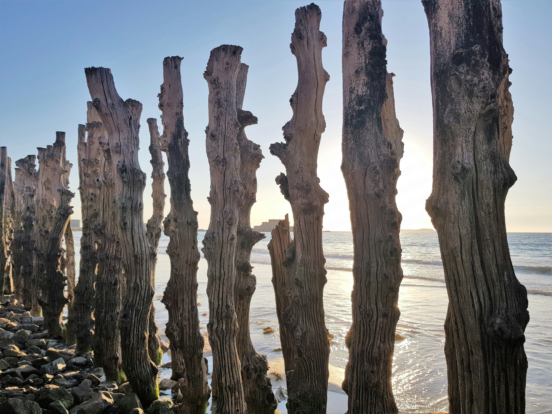 brown tree trunk on brown sand during daytime